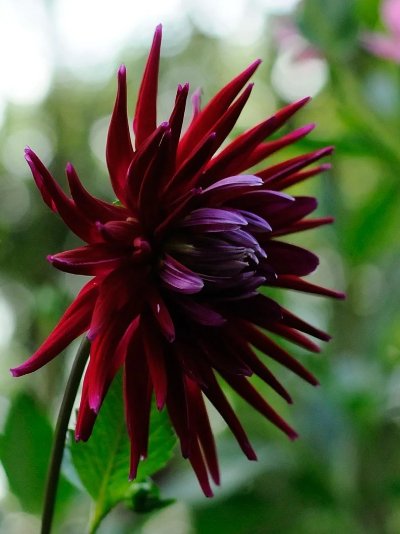 Miniatyrbild 1