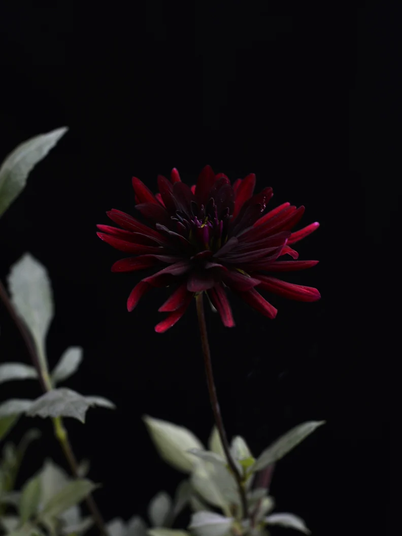 Dahlia 'Chat Noir' - Image 3