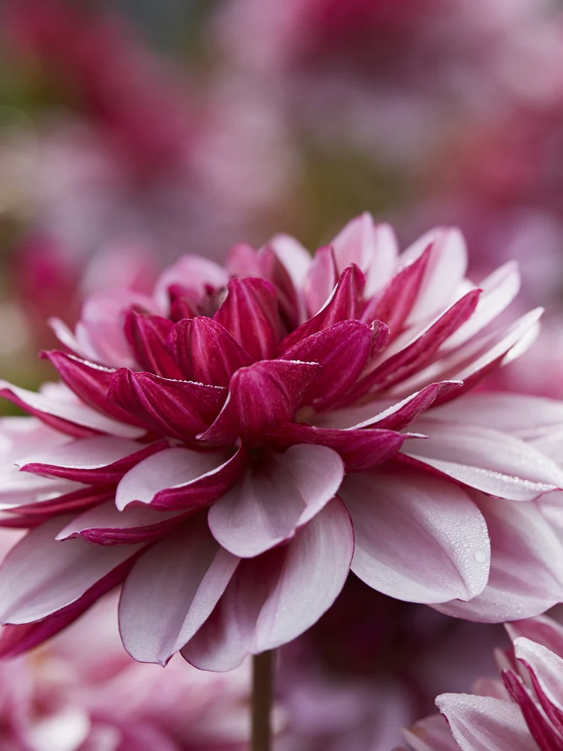 Dahlia 'Creme de Cassis' - Image 3