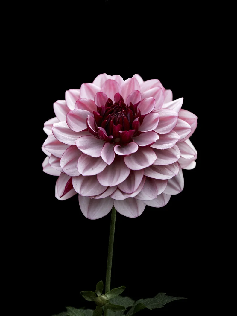 Dahlia 'Creme de Cassis' - Image 4