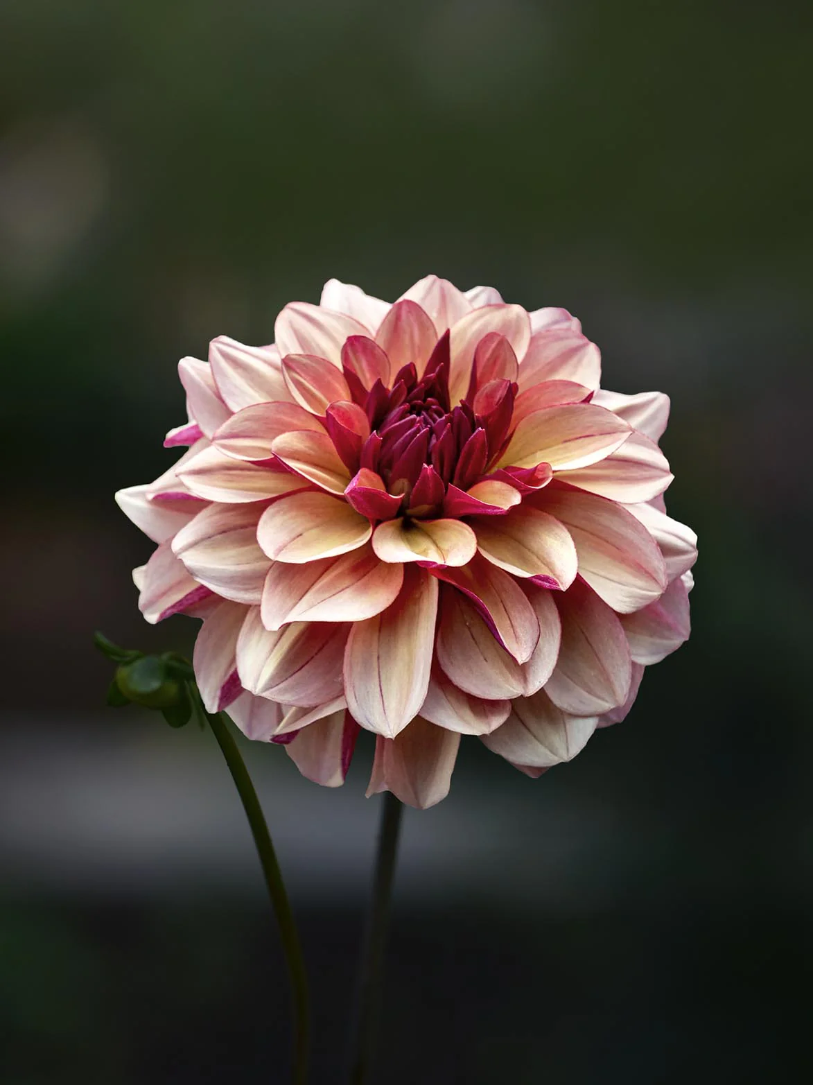 Miniatyrbild 1
