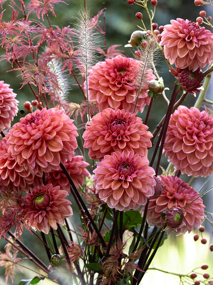 Dahlia 'Daisy Duke' - Image 2