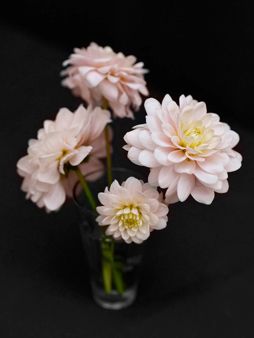 Dahlia 'Diana's Memory' - Image 2