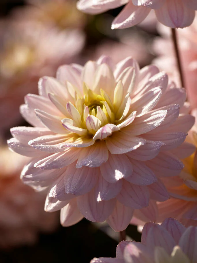 Dahlia 'Diana's Memory' - Image 3