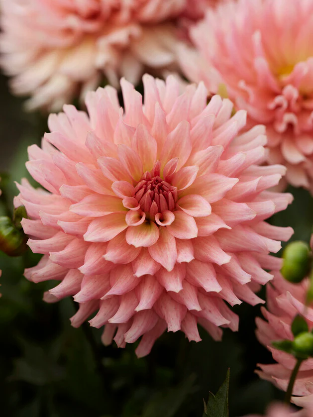 Dahlia 'Gallery Leonardo' - Image 3