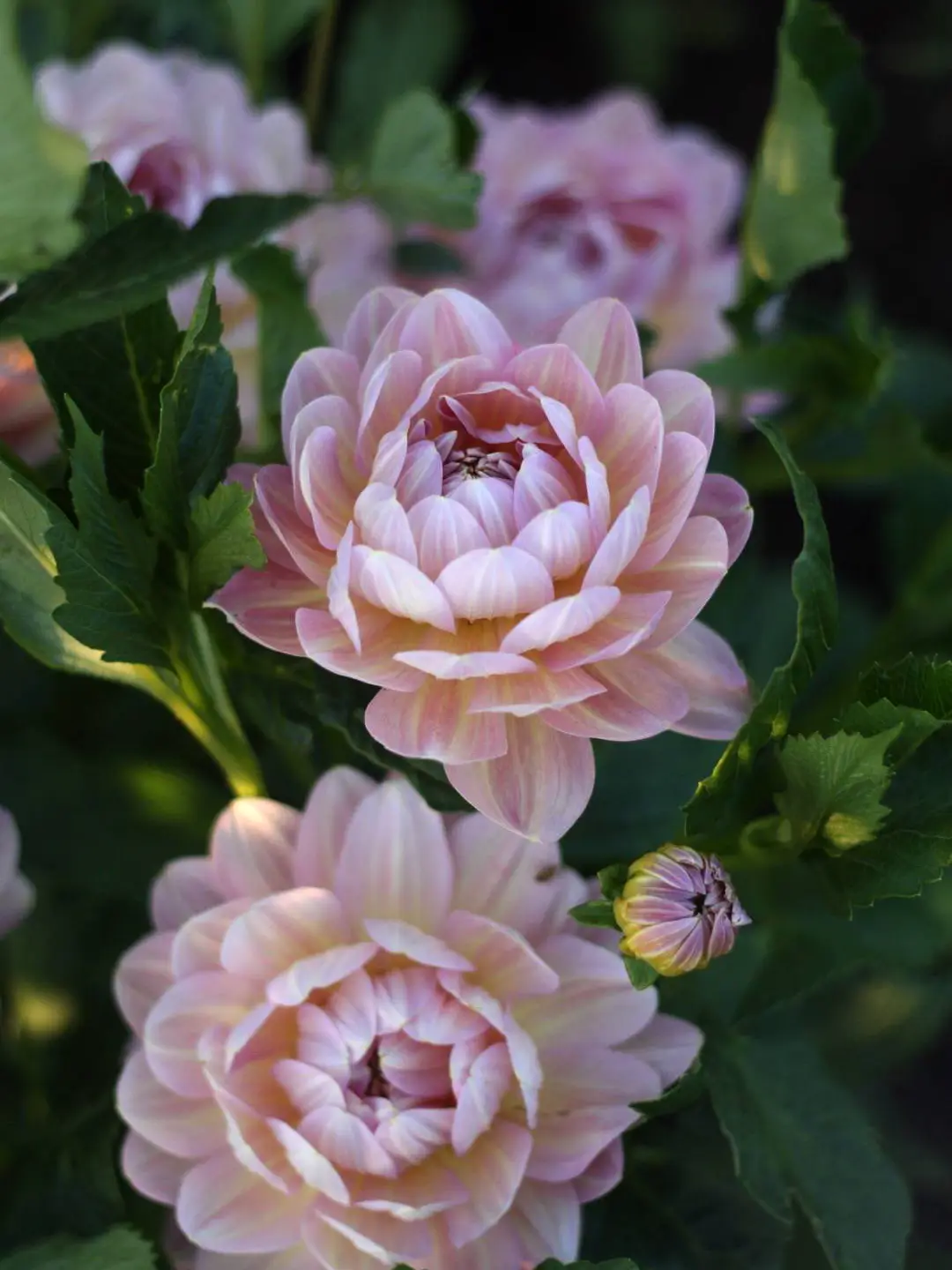 Dahlia 'Hapet Old Charm' - Image 2