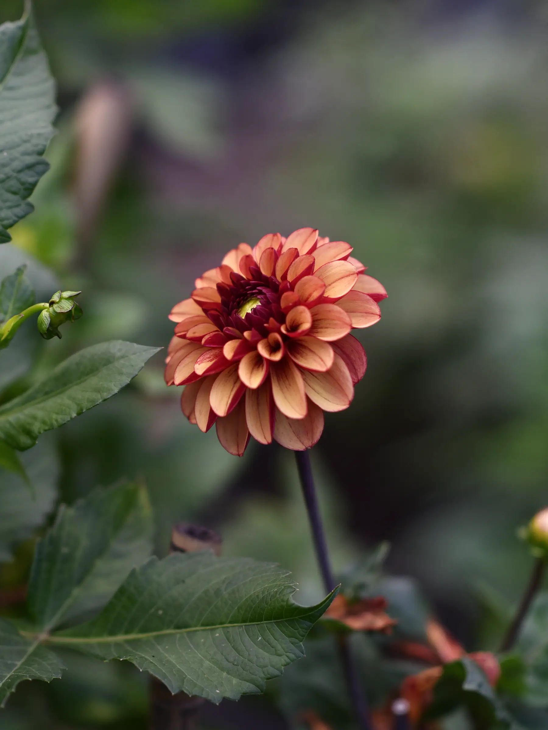 Dahlia 'High Fidelity' - Image 2