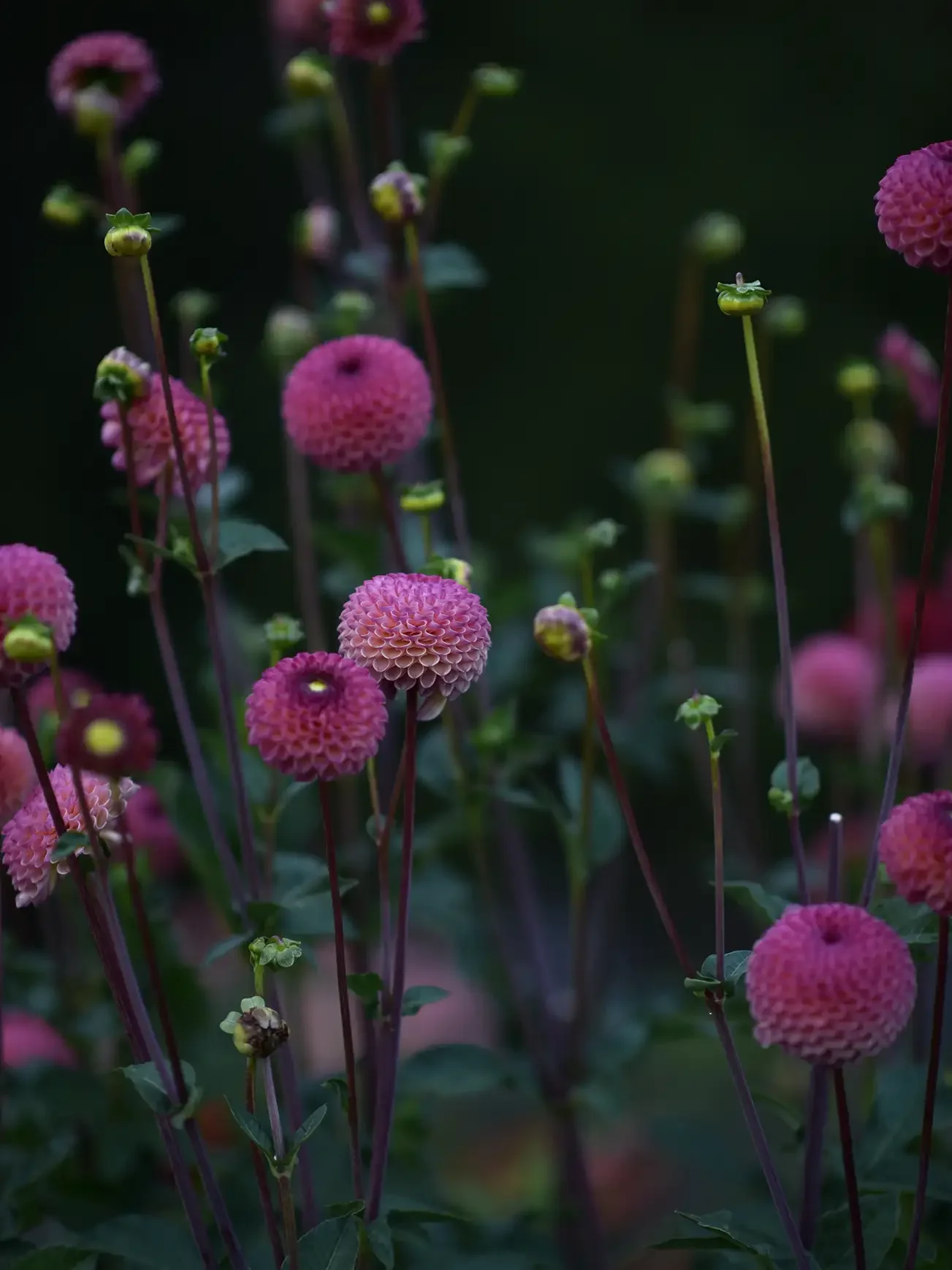 Dahlia 'Isabel' - Image 2