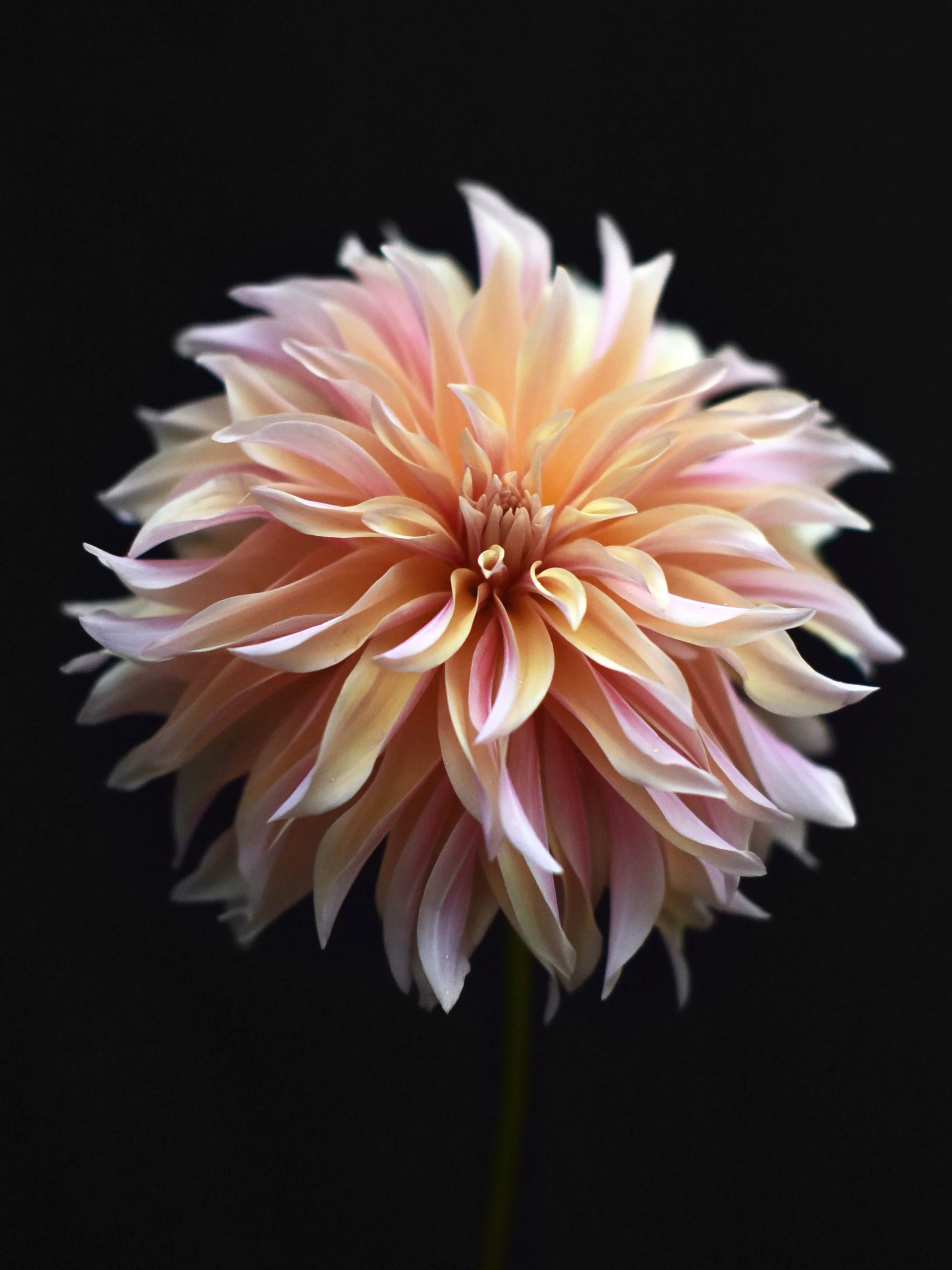 Dahlia 'Labyrinth' - Image 2