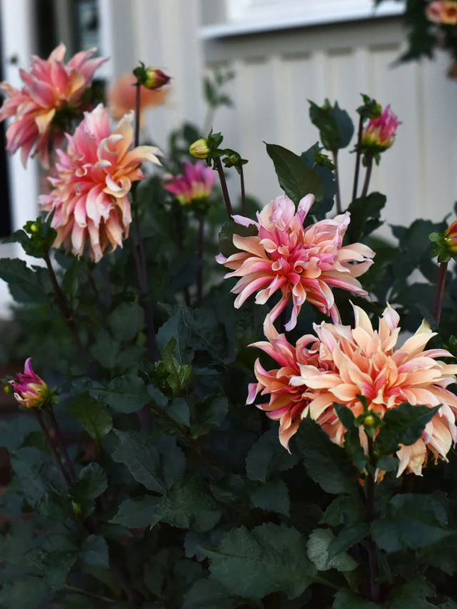 Dahlia 'Labyrinth' - Image 3