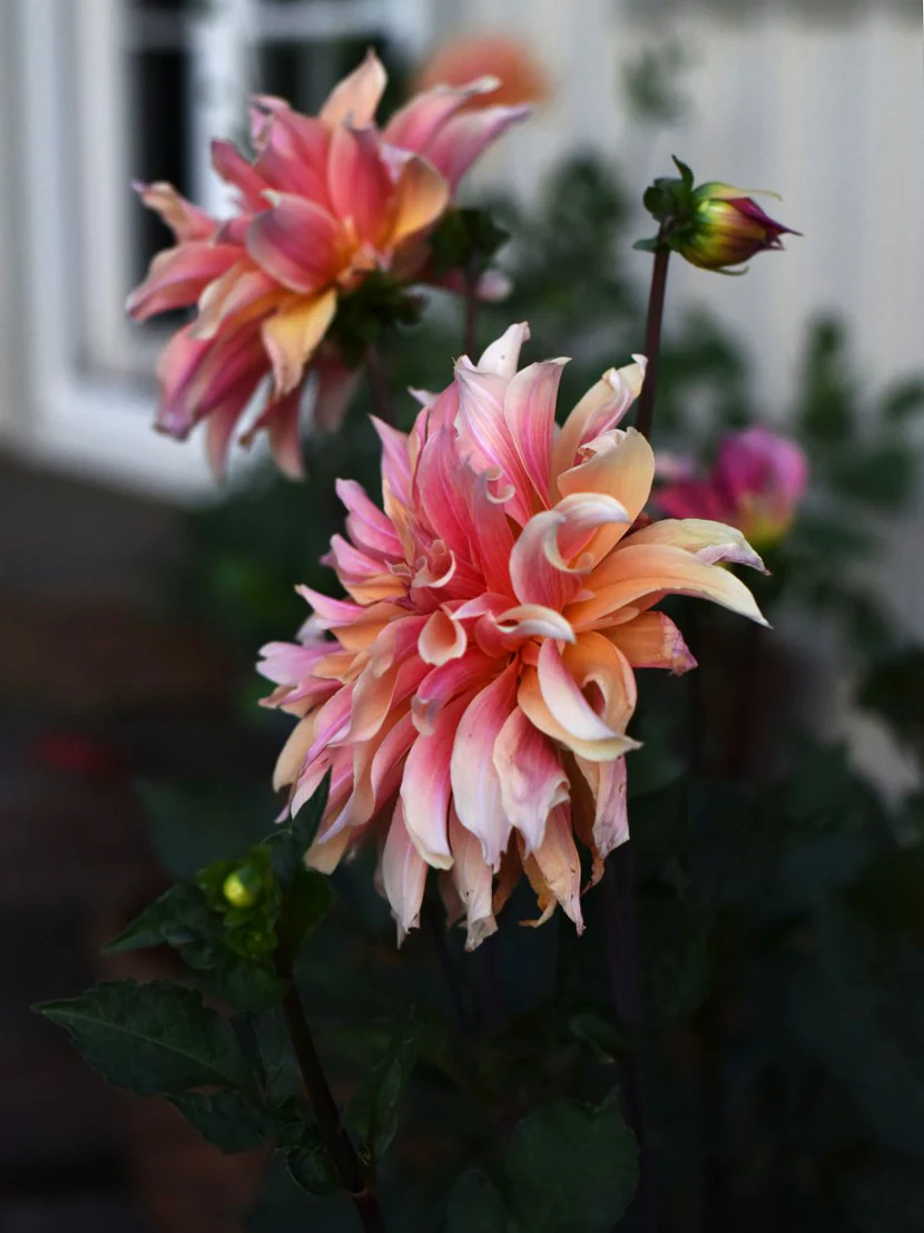 Dahlia 'Labyrinth' - Image 4