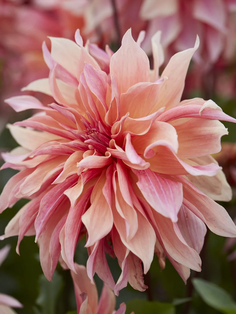 Dahlia 'Labyrinth' - Image 5