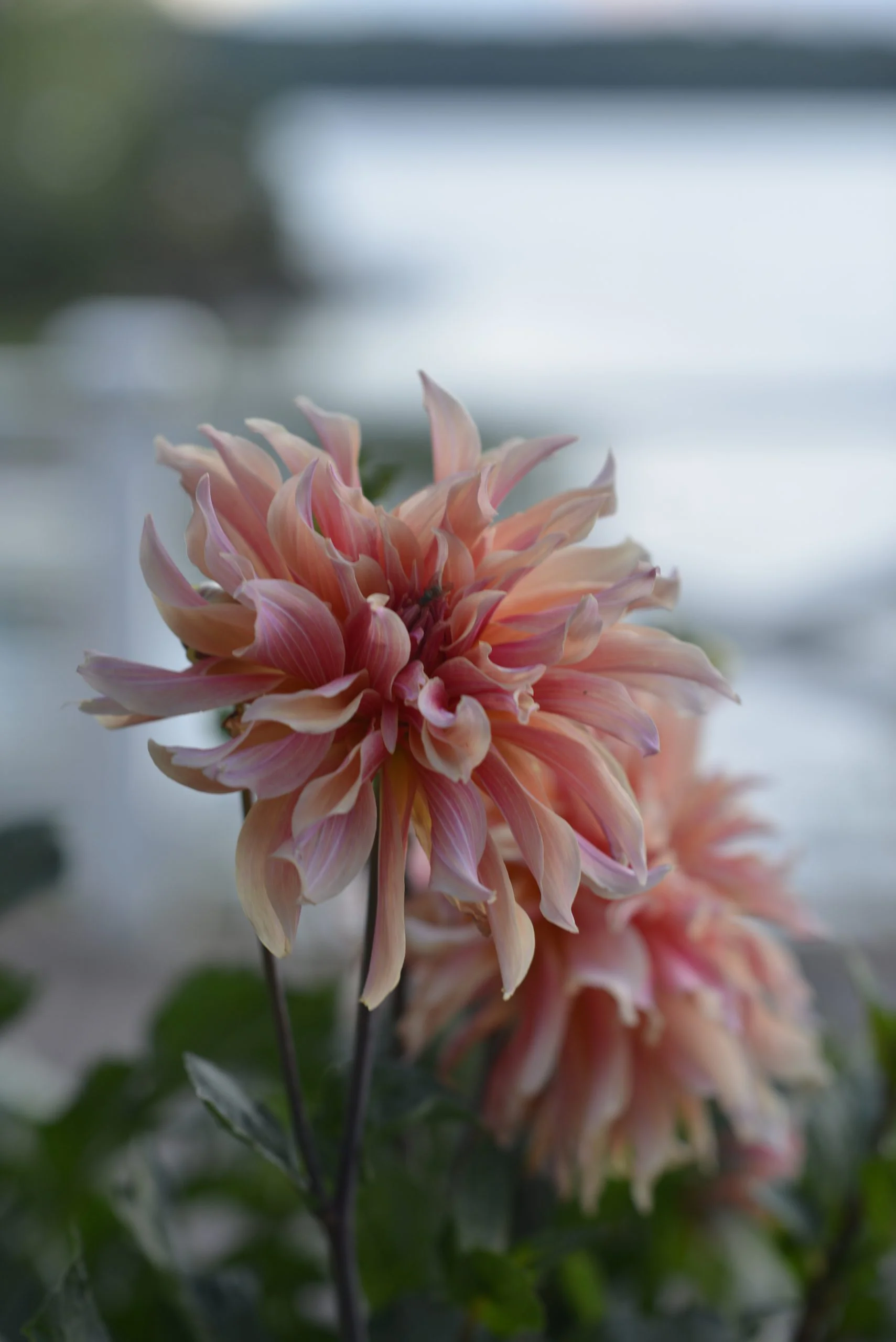 Dahlia 'Labyrinth' - Image 6