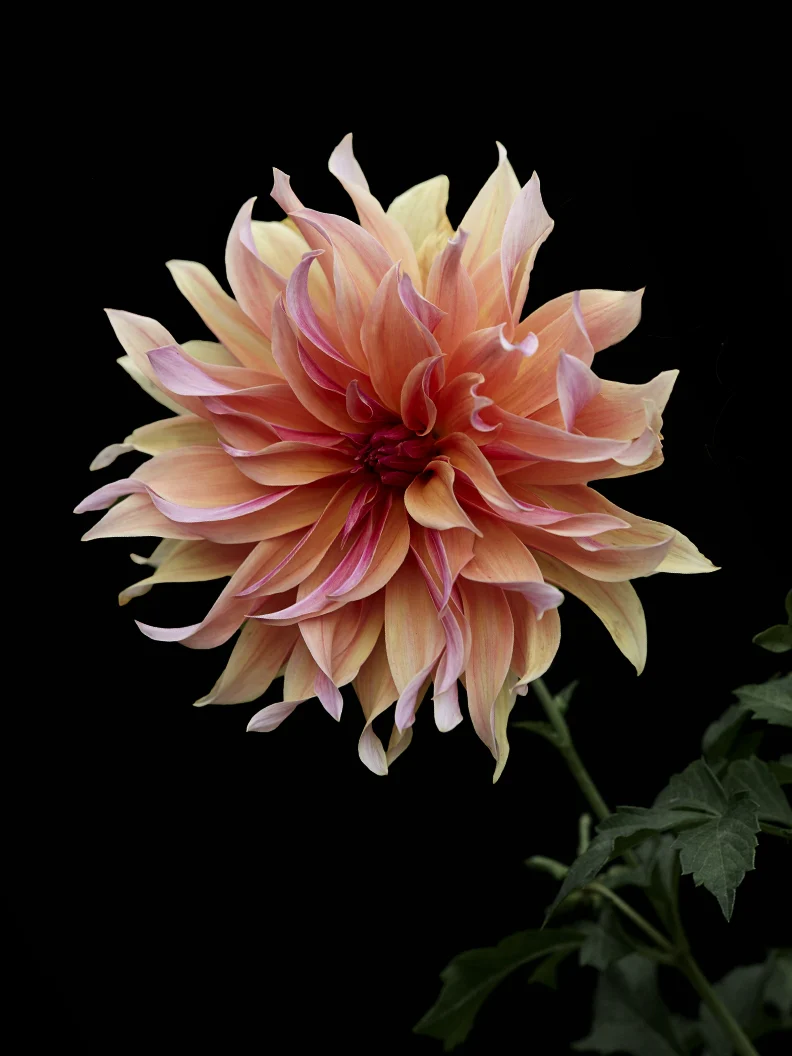 Dahlia 'Labyrinth' - Image 8