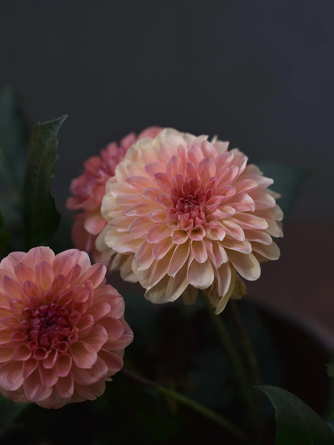 Dahlia 'Linda's Baby' - Image 2