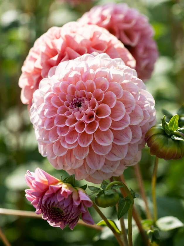 Dahlia 'Linda's Baby' - Image 3