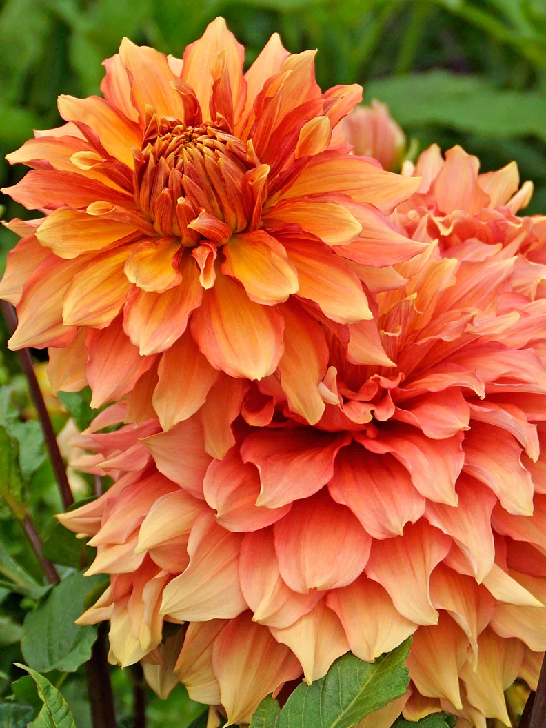 Dahlia 'Mango Madness' - Image 2