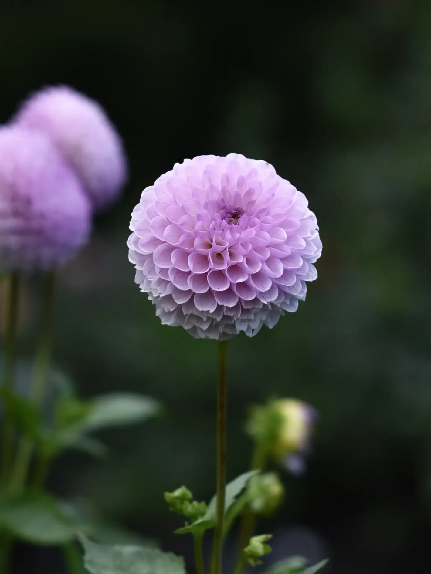 Dahlia 'Megan Dean' - Image 2