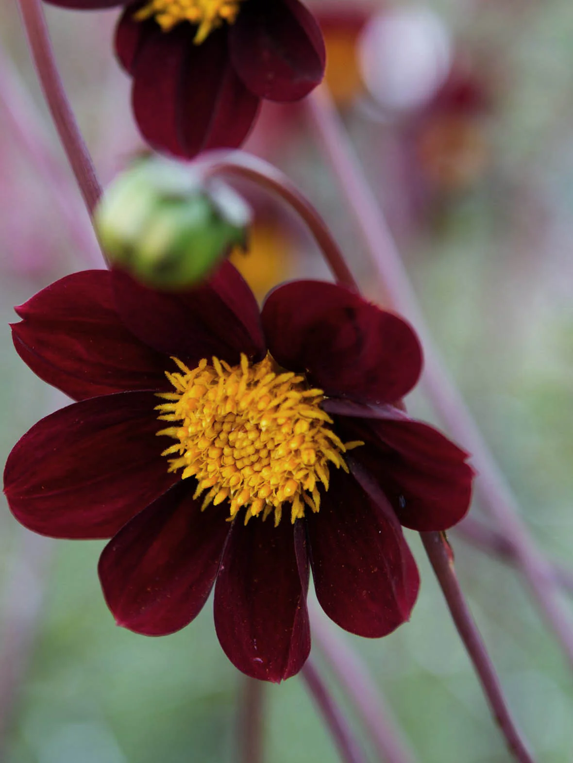 Dahlia 'Mexican Star' - Image 2
