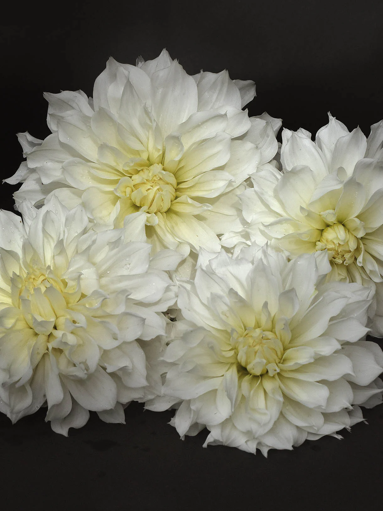 Dahlia 'Myama Fubuki' - Image 2