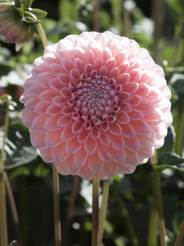Dahlia 'Nathalie G' - Image 2