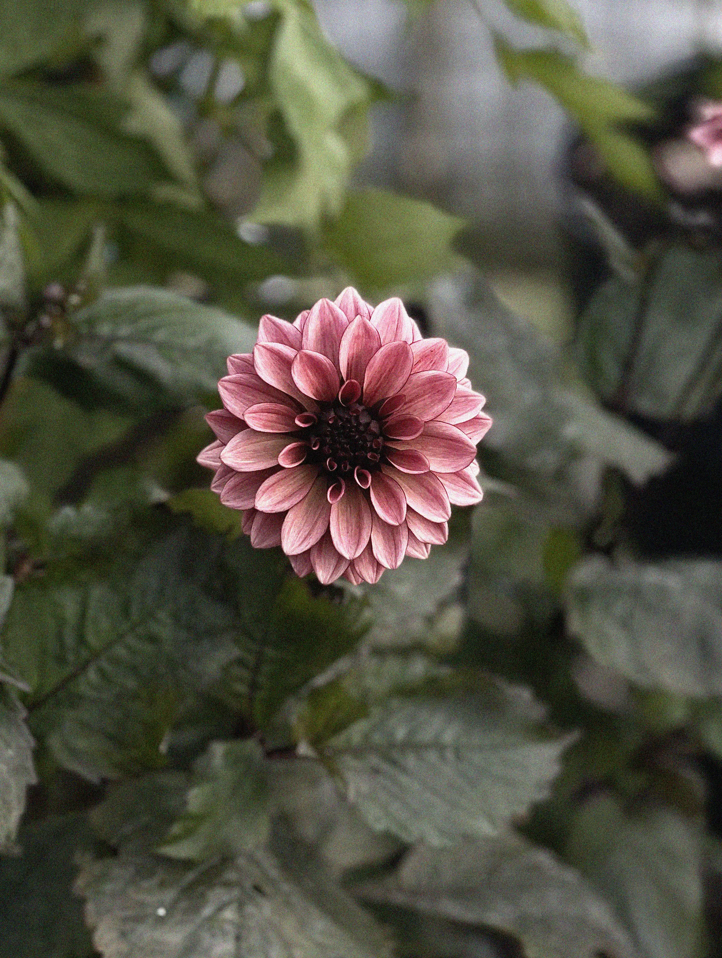Dahlia 'Night Silence' - Image 2
