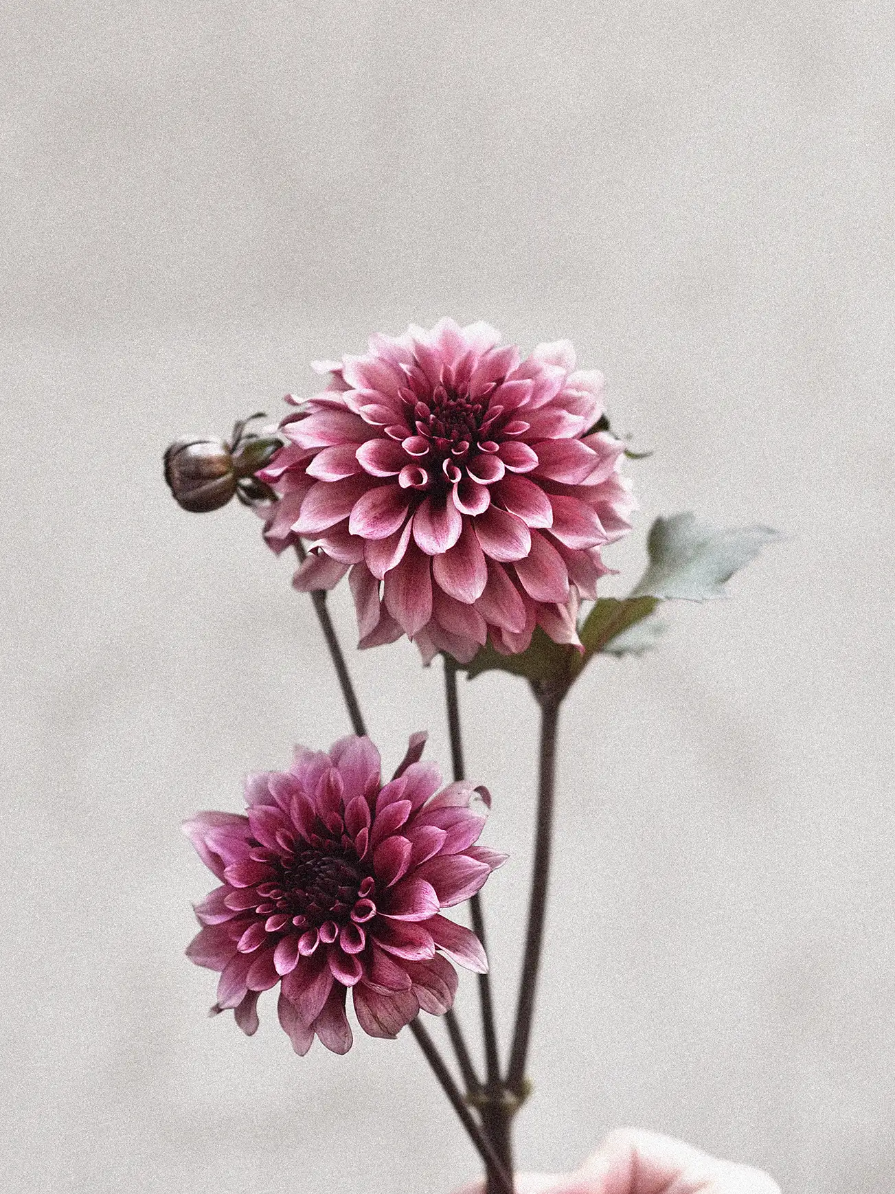 Dahlia 'Night Silence' - Image 3
