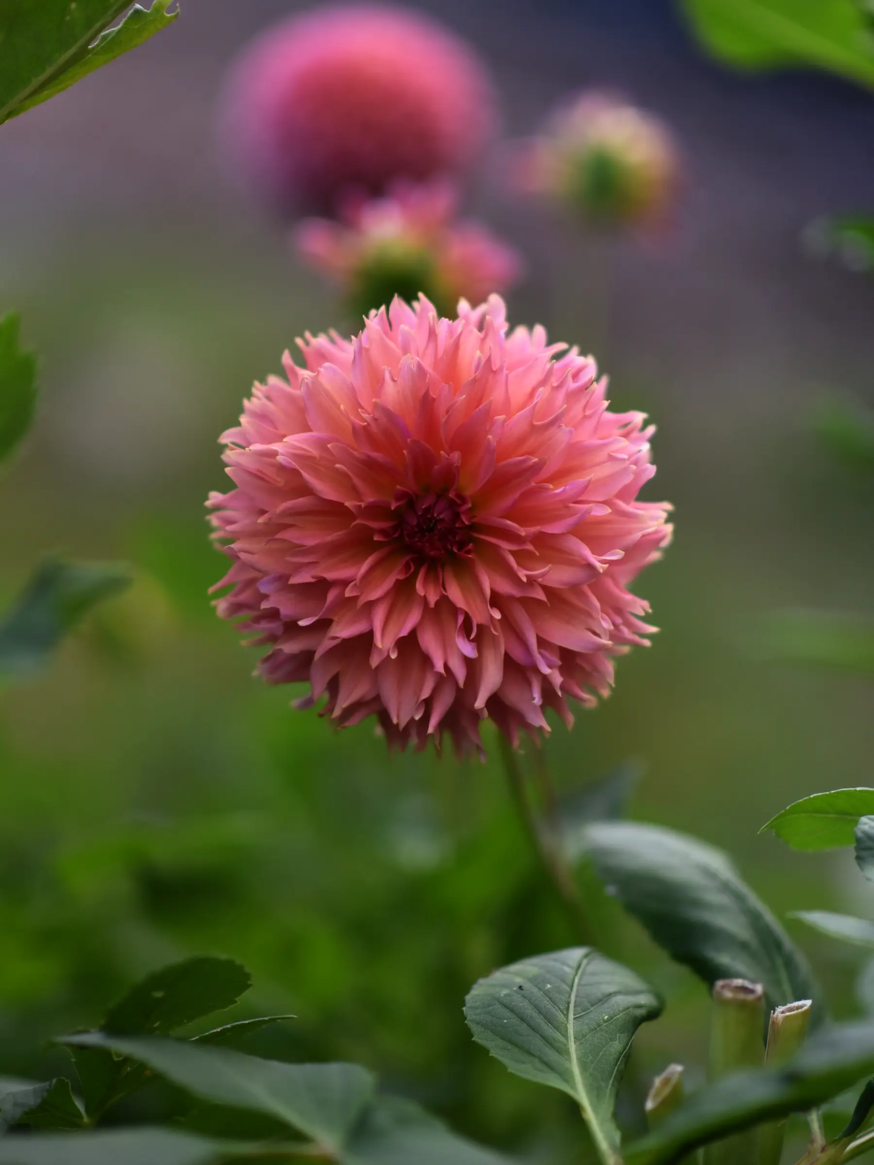 Dahlia 'Orange Fubuki' - Image 2