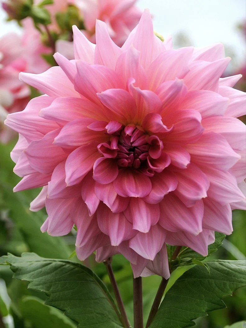Dahlia 'Otto's Thrill' - Image 2