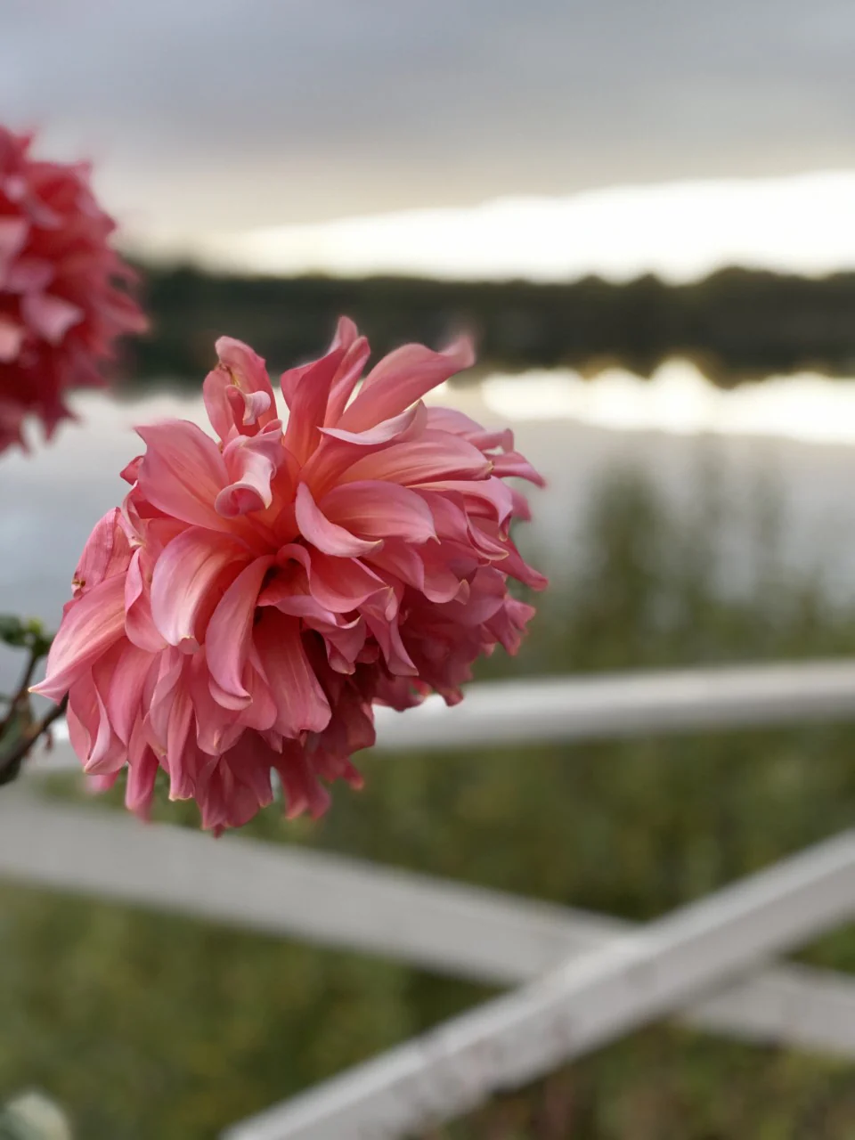 Dahlia 'Otto's Thrill' - Image 3
