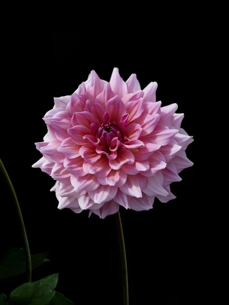 Dahlia 'Otto's Thrill' - Image 4