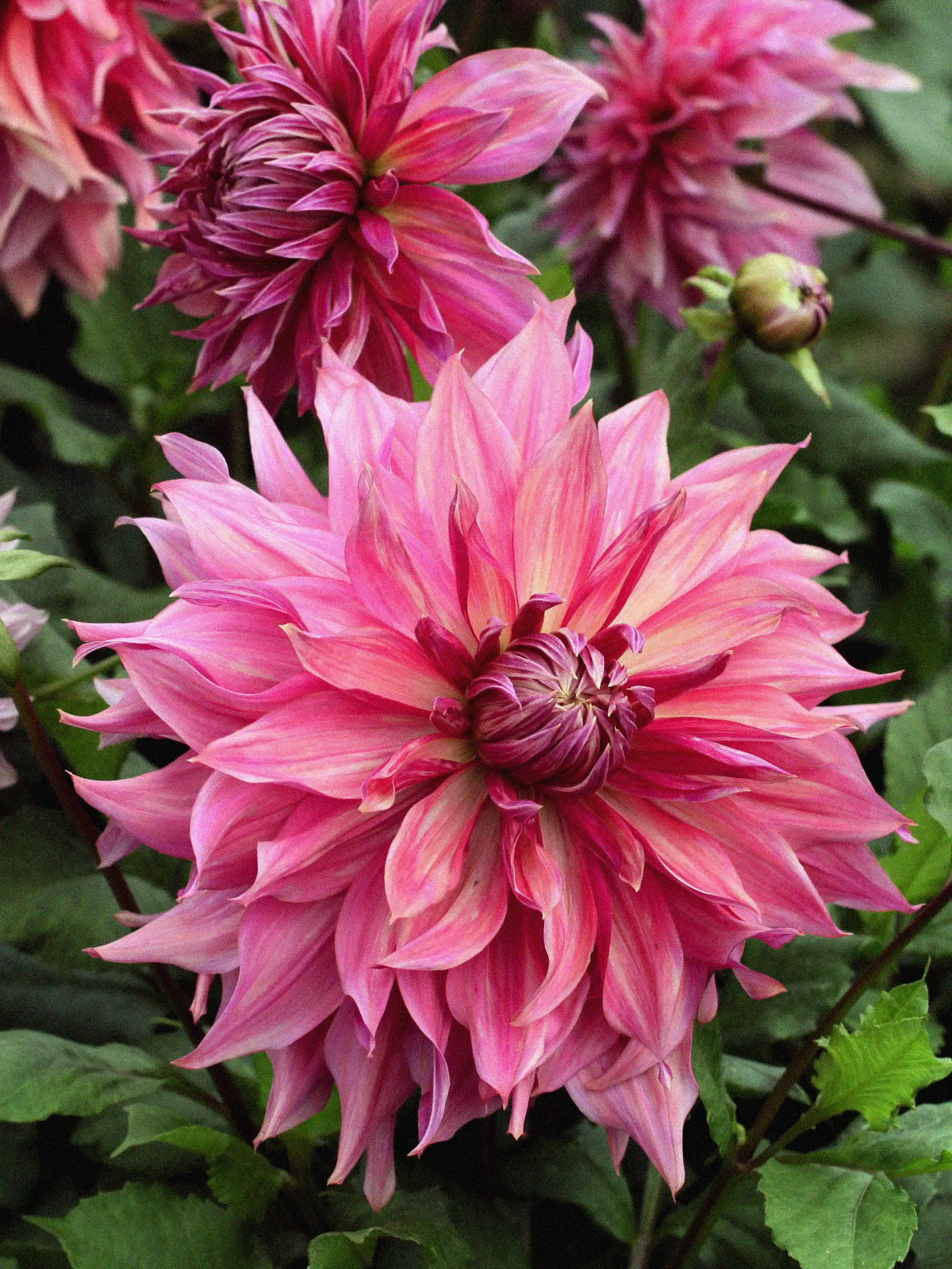 Dahlia 'Penhill Dark Monarch' - Image 2