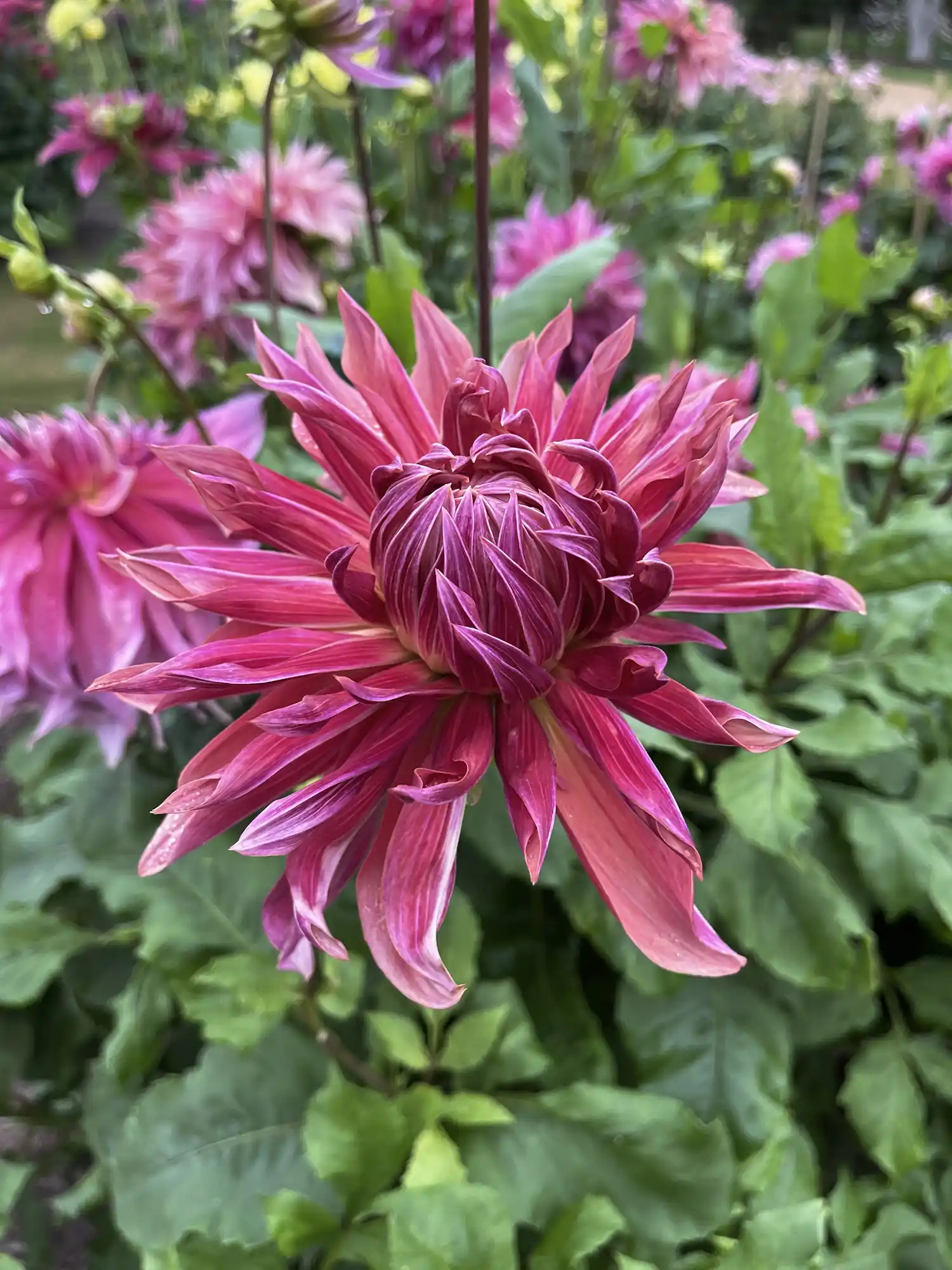 Dahlia 'Penhill Dark Monarch' - Image 3
