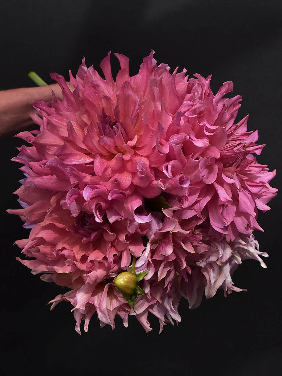 Dahlia 'Penhill Dark Monarch' - Image 4