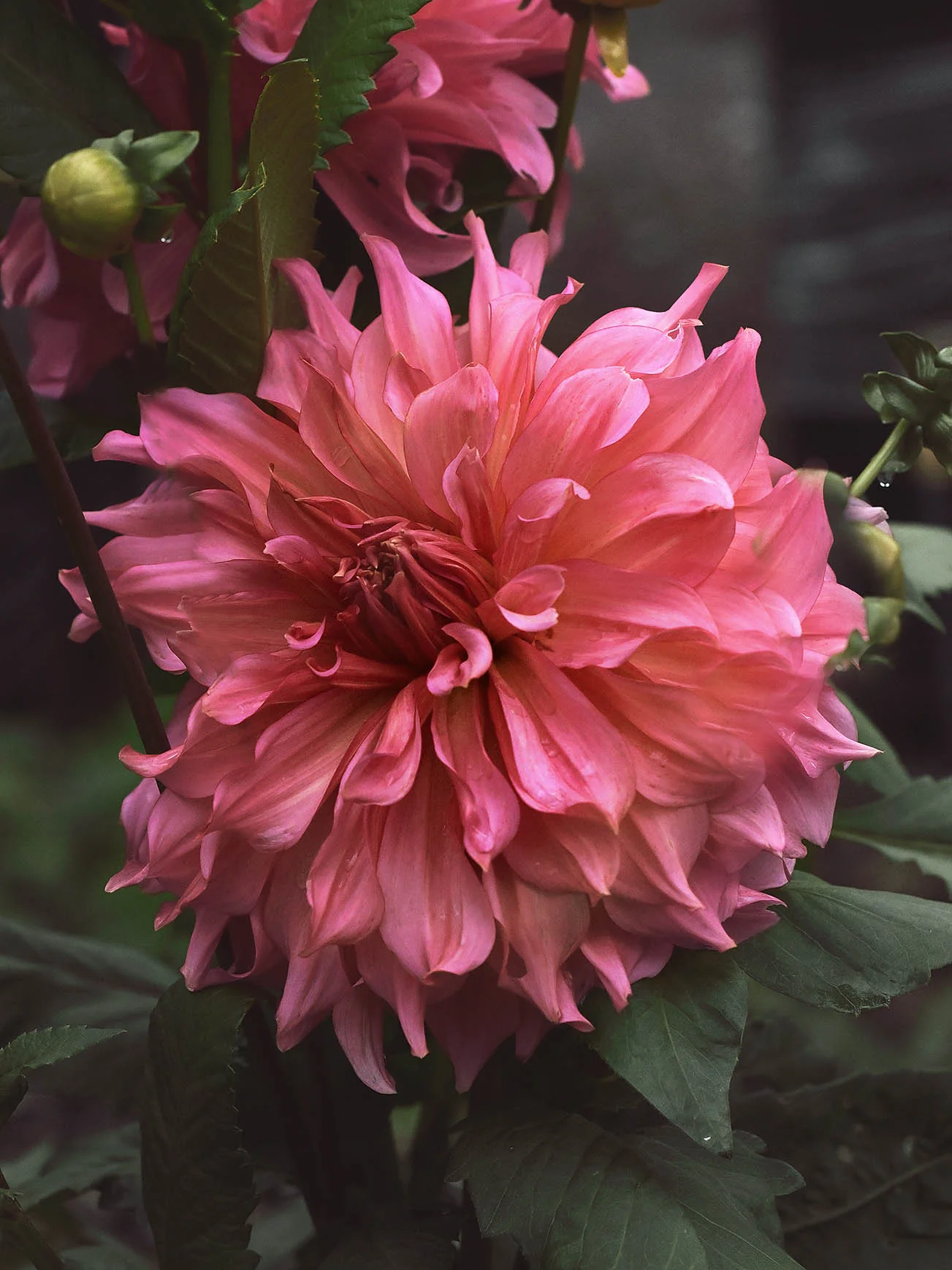 Dahlia 'Penhill Dark Monarch' - Image 5
