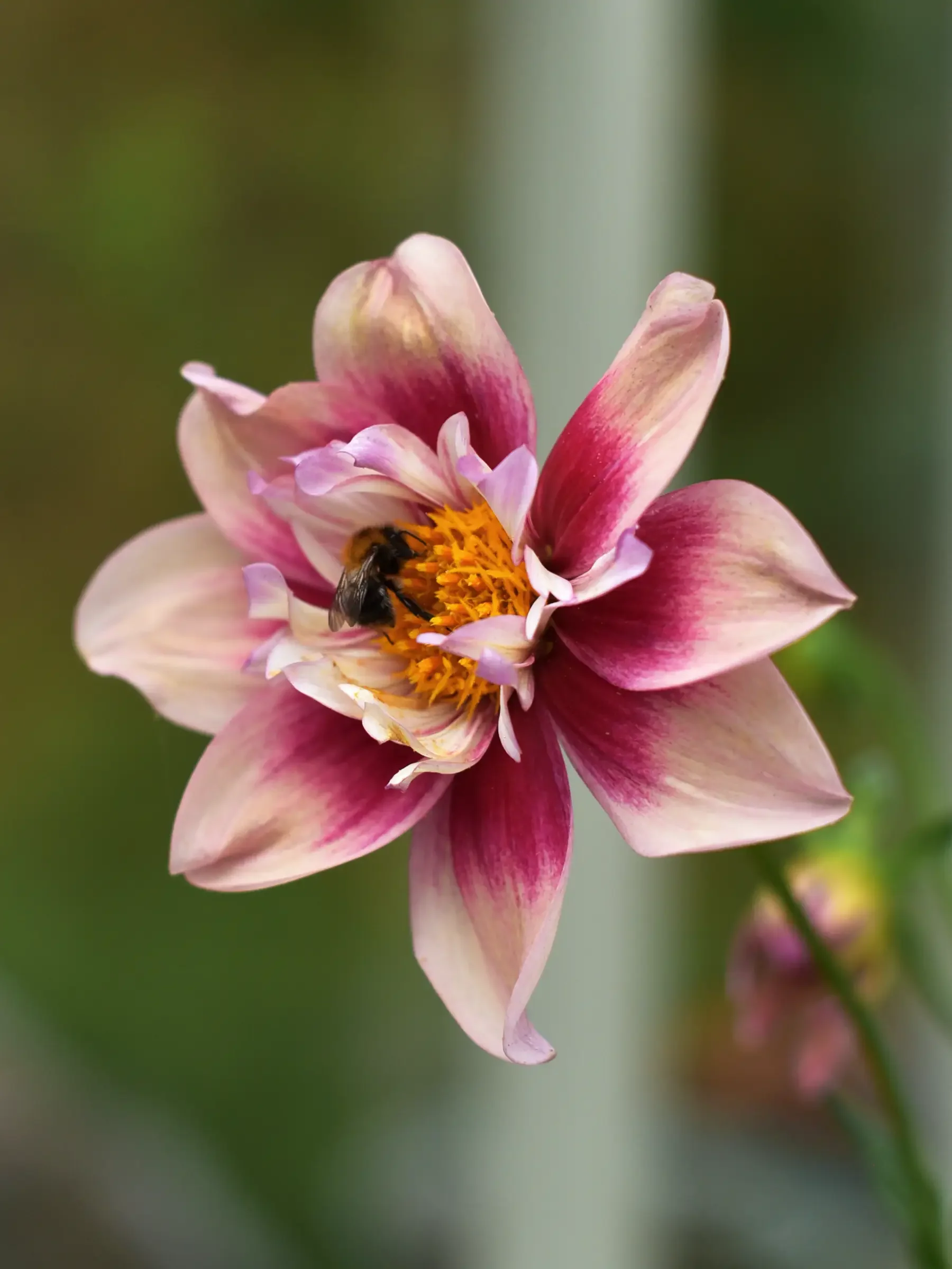 Dahlia 'Rhubarb and Custard' - Image 2