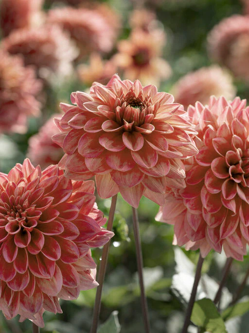 Dahlia 'Salmon Runner' - Image 2