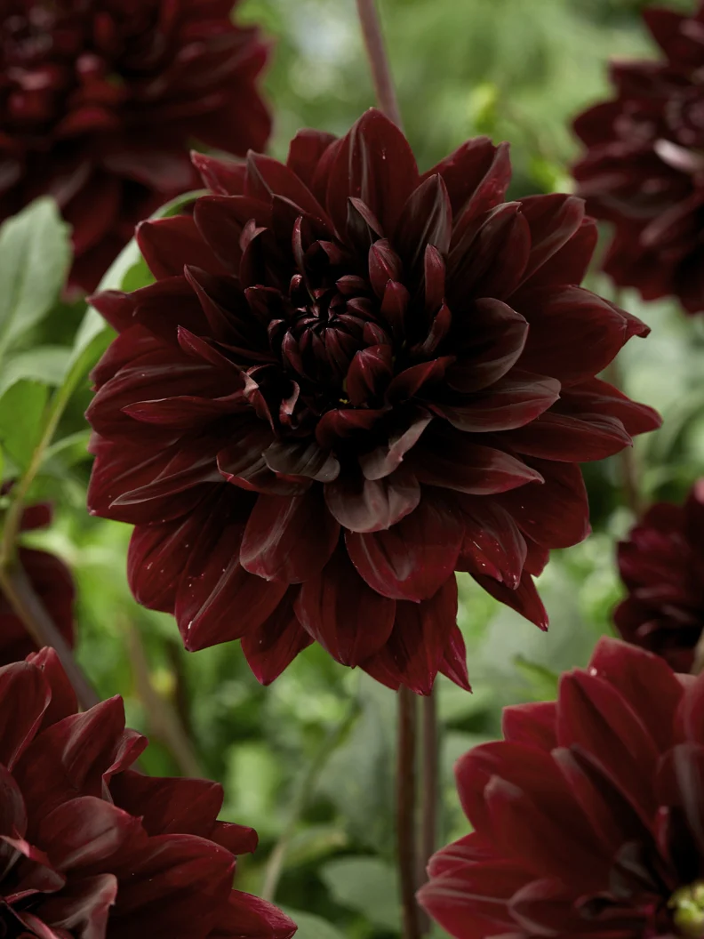 Dahlia 'Sam Hopkins' - Image 2