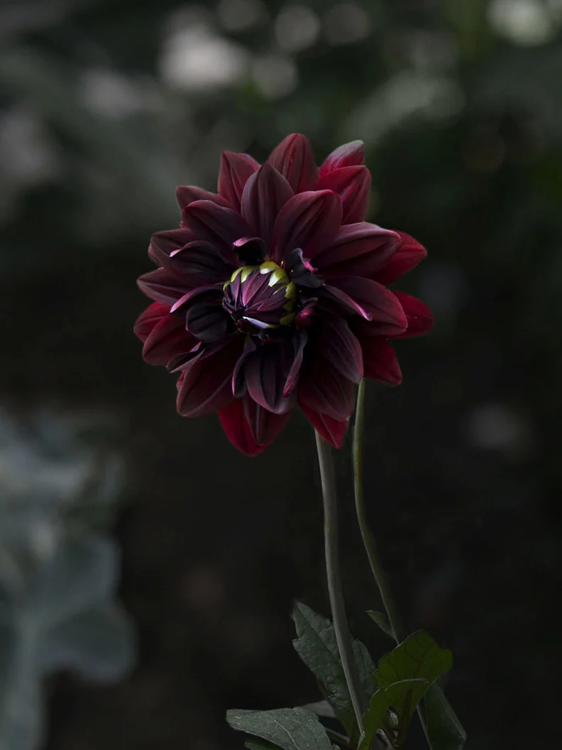Dahlia 'Sam Hopkins' - Image 3