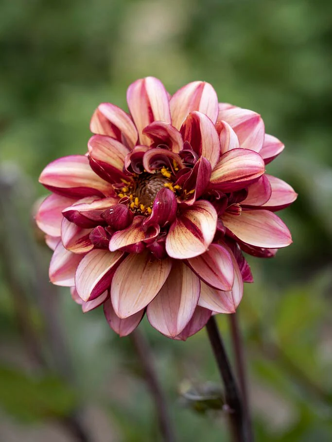 Dahlia 'Senior's Hope' - Image 2