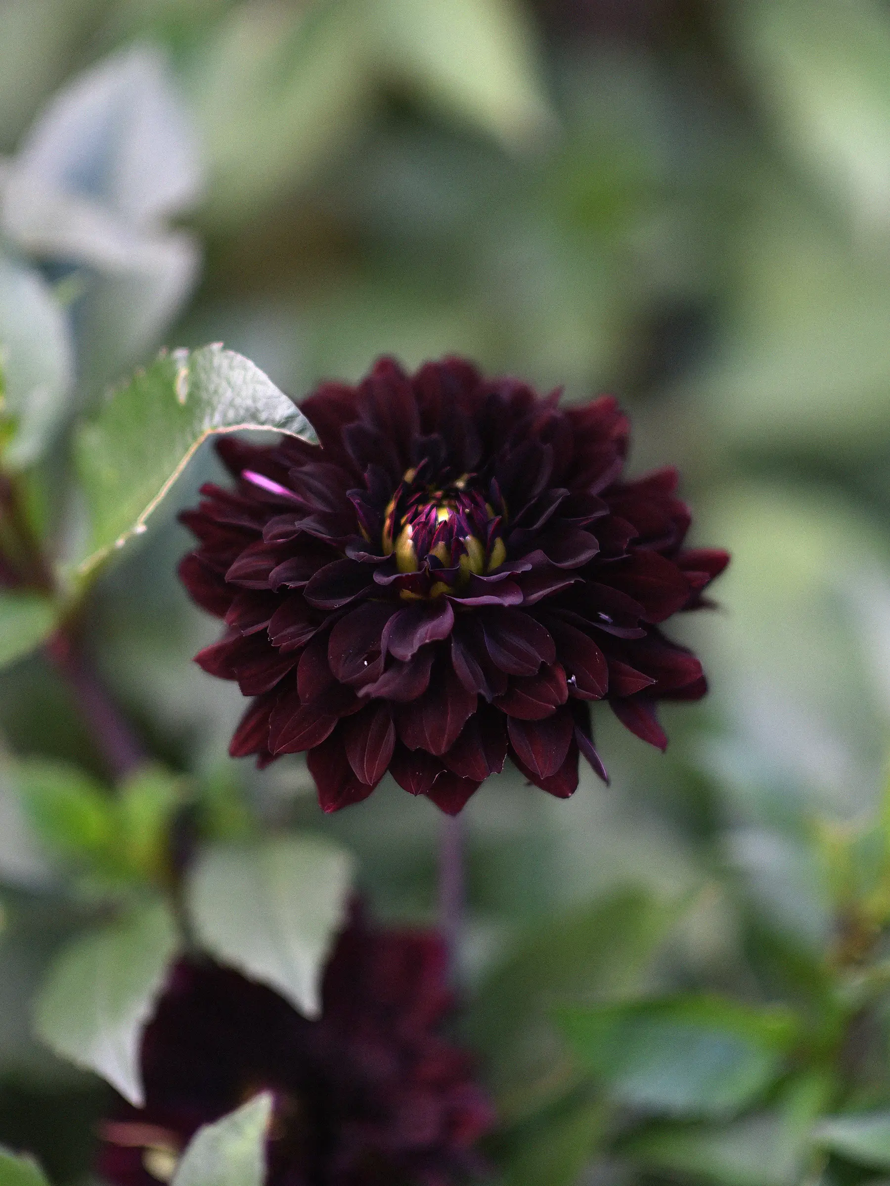 Dahlia 'Sturm Black Pearl' - Image 2