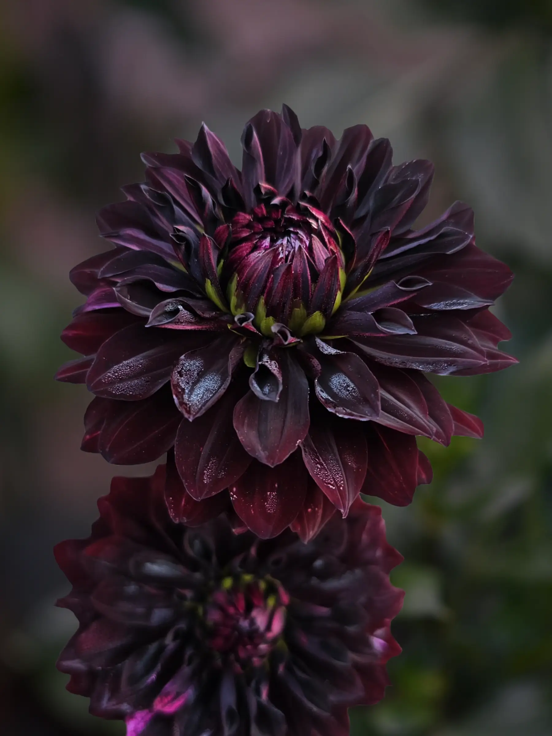 Dahlia 'Sturm Black Pearl' - Image 3