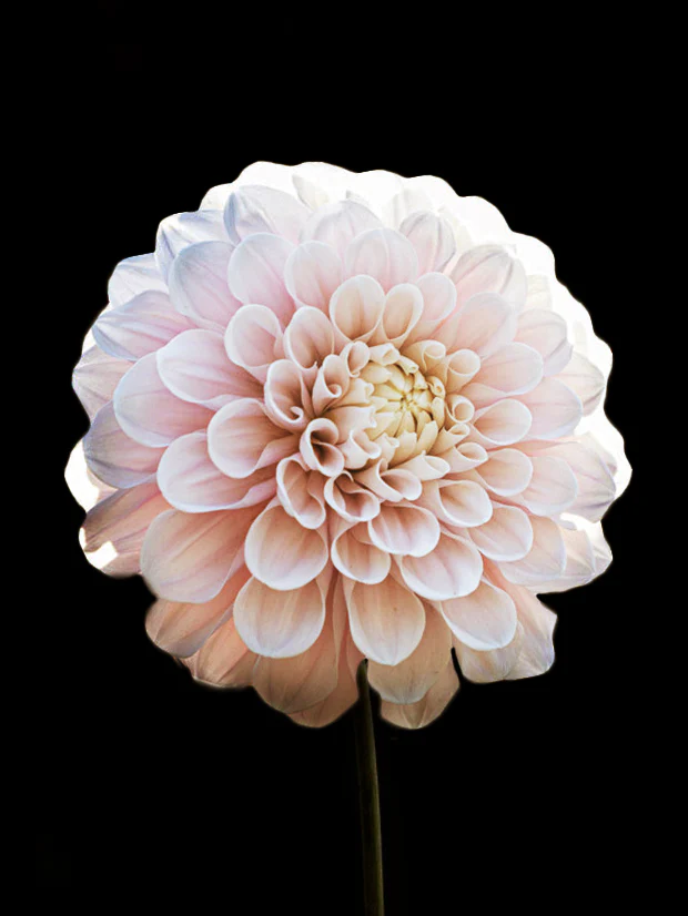 Dahlia 'Sweet Nathalie' - Image 2