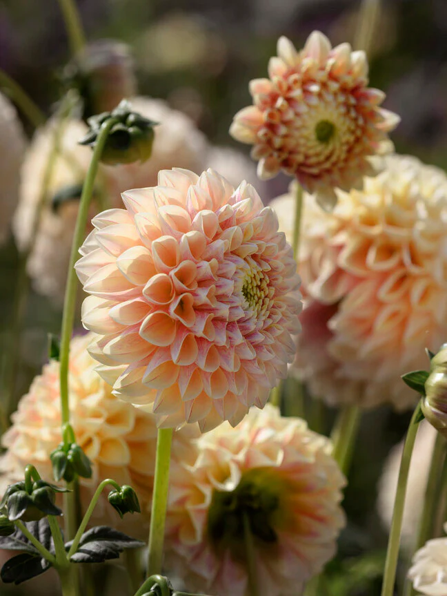 Dahlia 'Sweet Suzanne' - Image 2