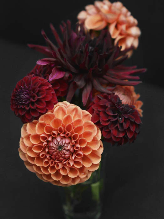 Dahlia 'Sylvia' - Image 2