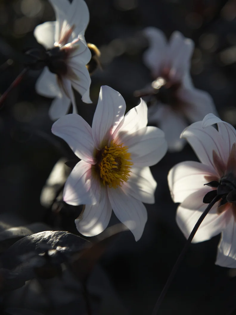 Dahlia 'Twynings After Eight' ('Dahlegria White') - Image 2