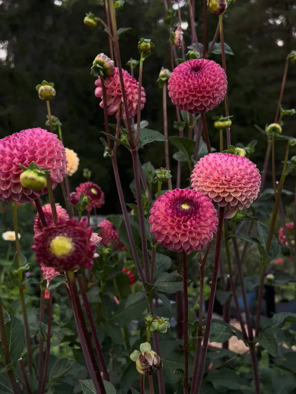 Dahlia 'Vino' - Image 2