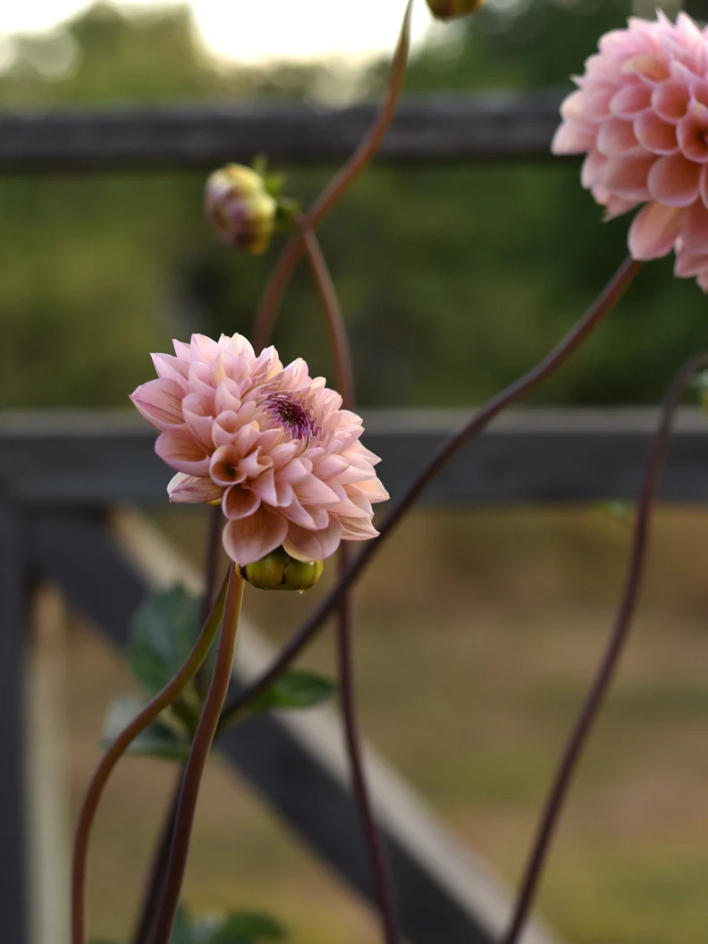 Dahlia 'Wine Eyed Jill' - Image 2