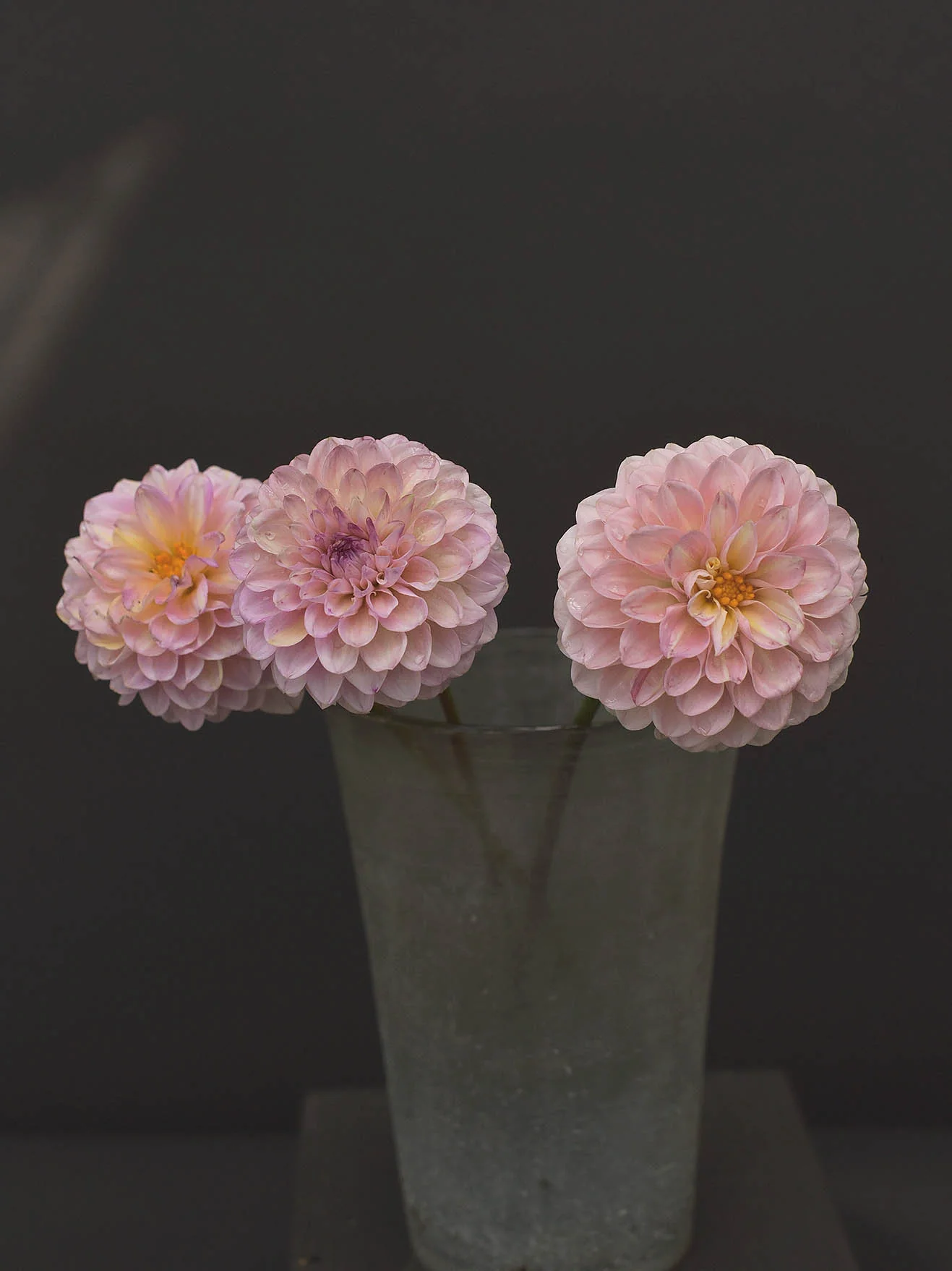 Dahlia 'Wine Eyed Jill' - Image 3