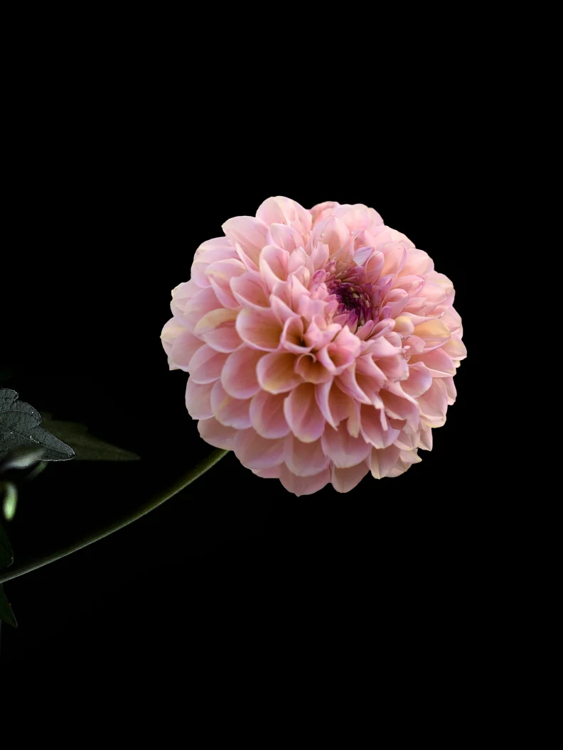 Dahlia 'Wine Eyed Jill' - Image 4